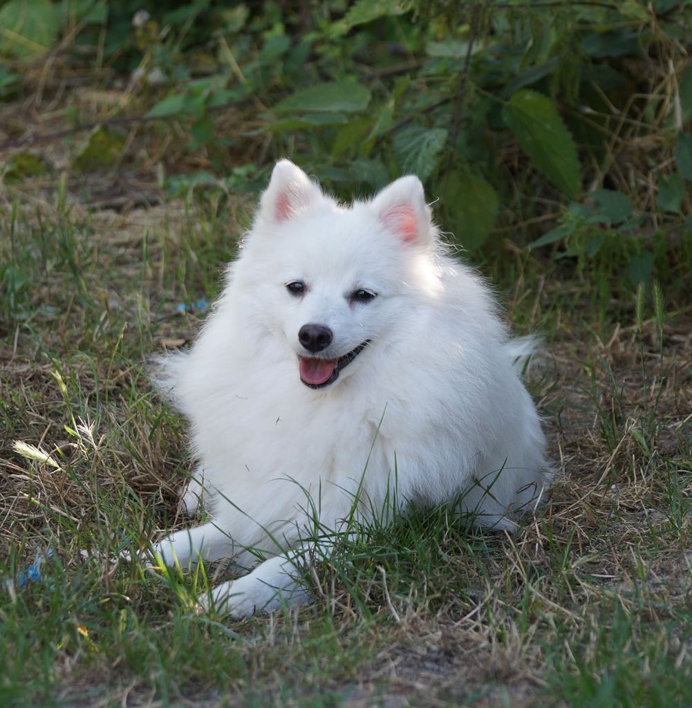 isumi's Shiro inari o'wakana  akka