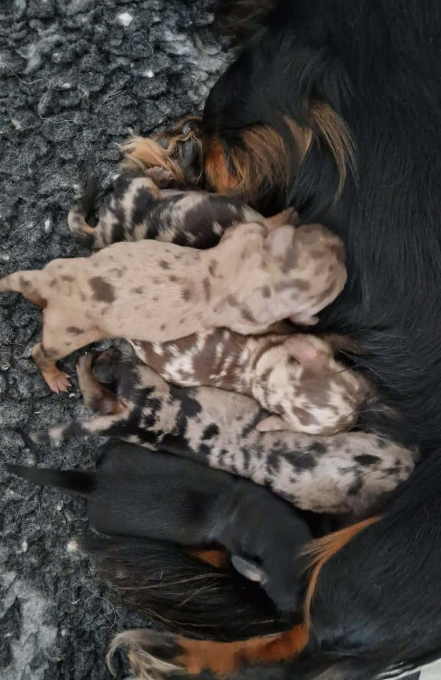 Naissance