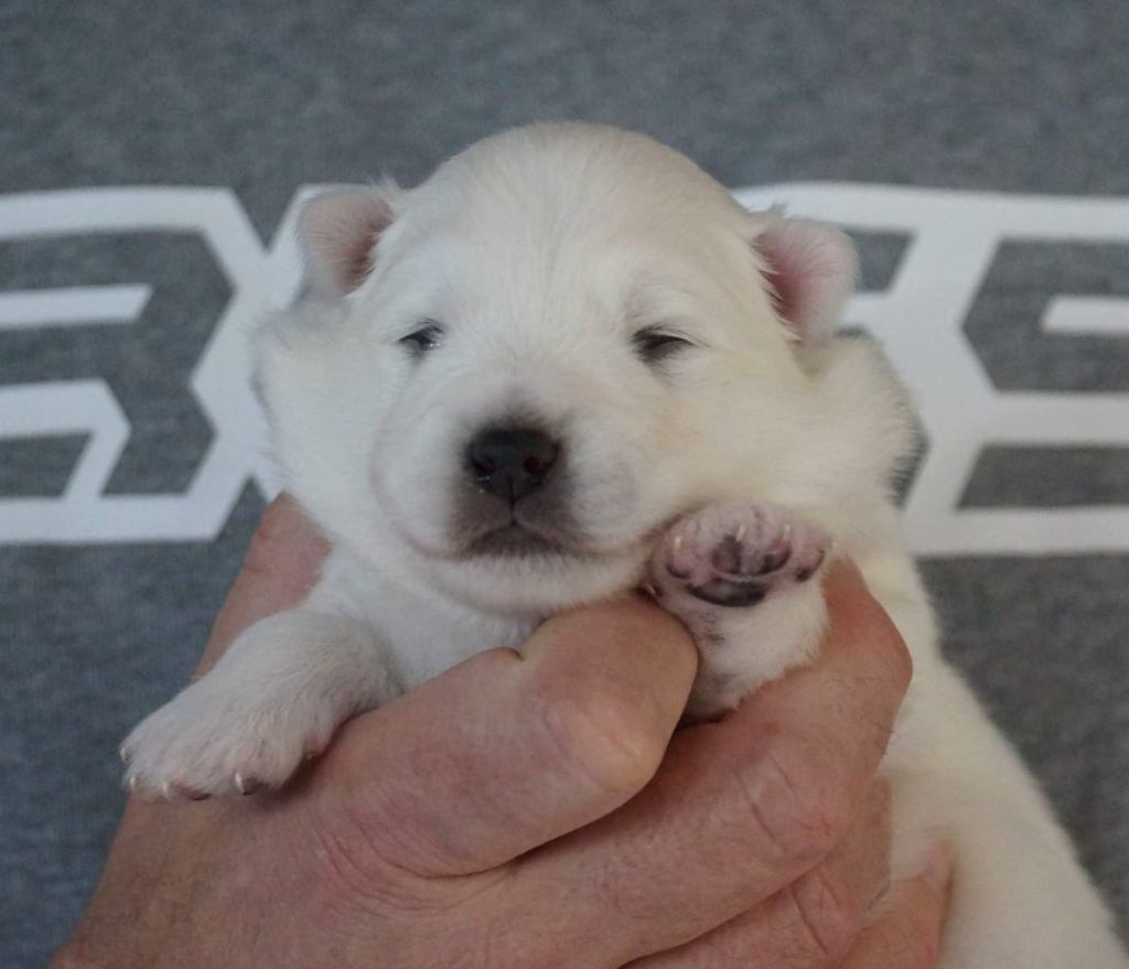 De La Colline D'Astraia - Spitz japonais - Portée née le 21/10/2024