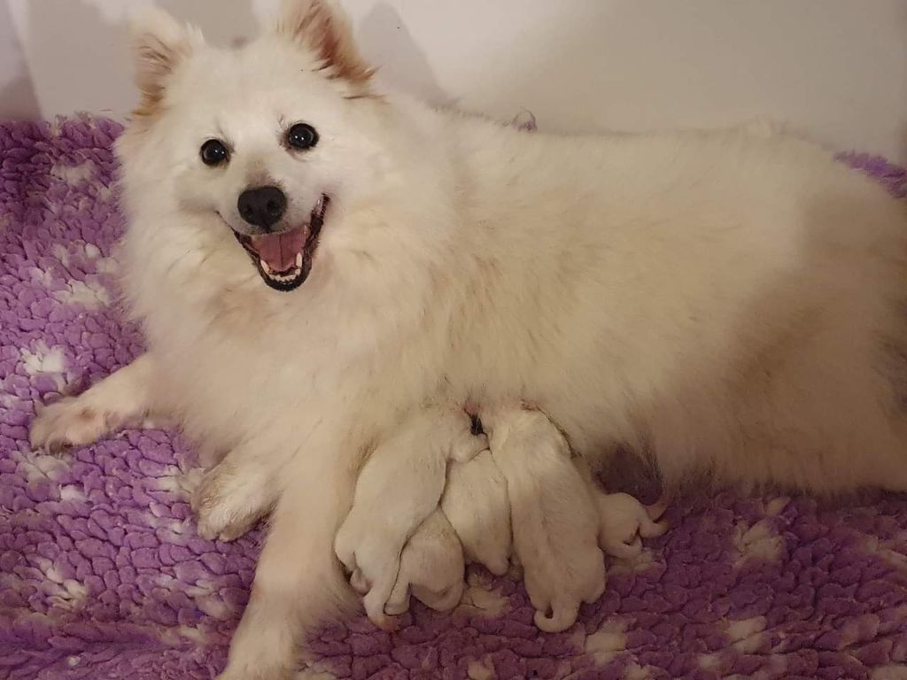 De La Colline D'Astraia - Spitz japonais - Portée née le 01/01/2024