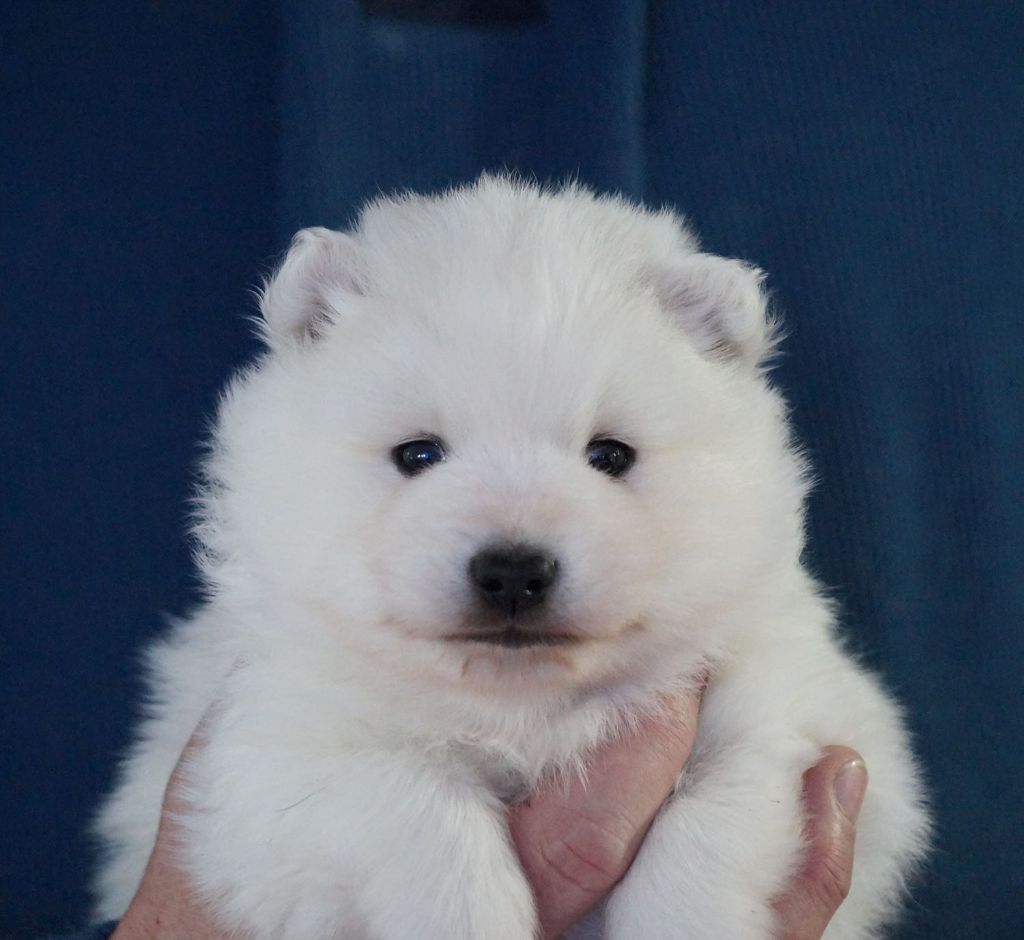 De La Colline D'Astraia - Spitz japonais - Portée née le 02/01/2022