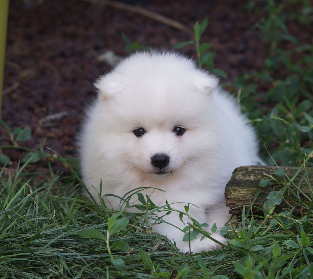 De La Colline D'Astraia - Spitz japonais - Portée née le 17/06/2018