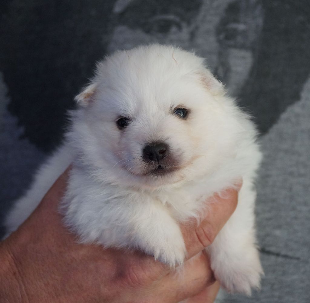 De La Colline D'Astraia - Spitz japonais - Portée née le 09/06/2022